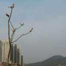 대우금사아파트(반여4동)