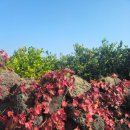 소보리애 이미지