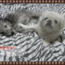 샤론미용실 Daum카페