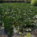 제주수월이 이미지