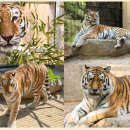 서울대공원 이미지