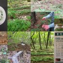 강림면351 이미지