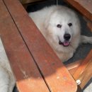 쁘니＆비키 이미지