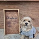 힐링힐링 반려견 교육 유치원 이미지