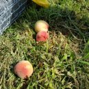 대홍농장 이미지