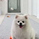 코지펫 이미지