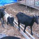 김용선 농장 이미지