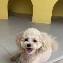 땡큐 베리 도그 이미지