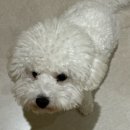 화명피부관리/ 웨딩관리 8회차, 아로마테라피 후기 &#39;브이오미에스테틱&#39;