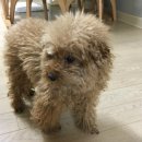 퀸펫살롱 이미지