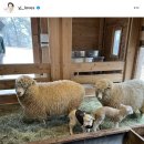 정용진농장 이미지