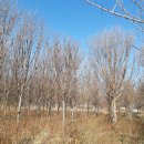 우체국 이팝나무 이미지