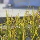 쌀문화전시관 이미지