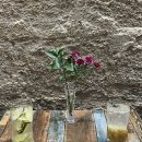 종로-신교-종로-신-166 | 서울 종로 카페 | 종로3가역 한옥거리 익선동 카페 와인바 칵테일 데이트코스 추천 ‘식물’