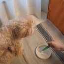 견생맛스토어 | 농심반려다움 강아지영양제 4주간의 기록: 우리 토리가 달라졌다.