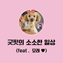 굿핏