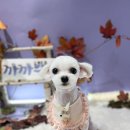 까까뿌숑 이미지