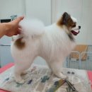 투숑펫살롱 이미지