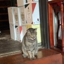 태광유리 | 서면 전포 고양이 있는 와인바 추천 <태광정밀> 내돈내산 후기