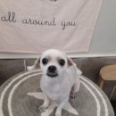 뽀삐애견샵 이미지