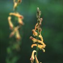 눈괴불주머니 Prostrate corydalis 이미지