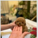 광주강아지분양 펫블리 애견 샵 이미지