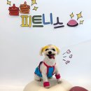 솔솔애견유치원 이미지