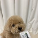 프로젝트21 덴티 클린 브러쉬 사용 후기~