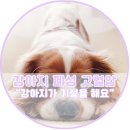 어울림동물메디컬센터 이미지