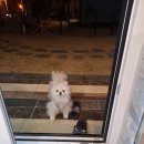 예쁘다 펫살롱 이미지