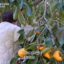 복연농장 네이버블로그