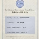 퍼피아뜰리에 이미지