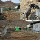 염소우리 이미지