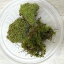 내 책상위의 작은 숲 테라리움 | 책상 위의 작은 숲, 테라리움 만들기 DIY 키트 쿠팡 취미템 추천 이끼 제주애기모람 테라리움