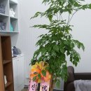 윰 헤어