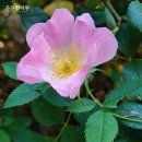 칠곡대신의원 이미지