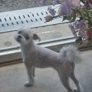 몽슈피스 이미지