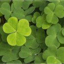 네잎클로버 이미지