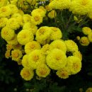 봉정사국화마을 이미지