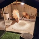 아라힐2 이미지