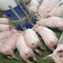 주은바이오(주)농업회사법인 이미지