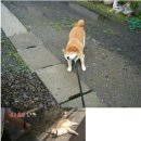 너와의 산책 이미지