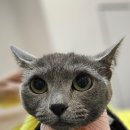 [상도 고양이호텔] 낯가림 있지만 순한 고양이 모리의 미용후기