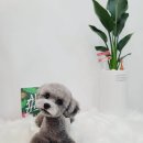 그루밍 하와이 이미지