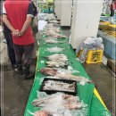 7월 9일(화) 목포는항구다 생선카페 판매생선 [ "예약" 횟감용 민어 / 먹갈치 ] 이미지