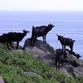농업회사법인녹색흑염소주식회사 이미지