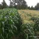 바산농장 이미지