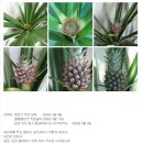 파인애플 이미지