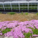 용광농장 이미지