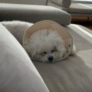 개놀자 | 강아지가 편안해하는 ‘개놀자 오가닉 넥카라’ 후기